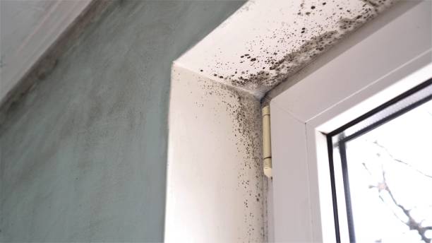Best Mold Testing and Inspection Services in West Swanzey, NH