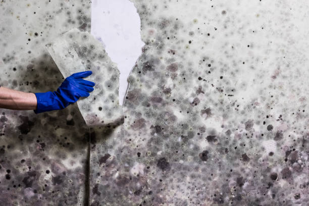 Best DIY Mold Remediation Support Services in West Swanzey, NH