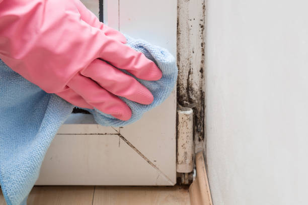 Best Industrial Mold Remediation in West Swanzey, NH